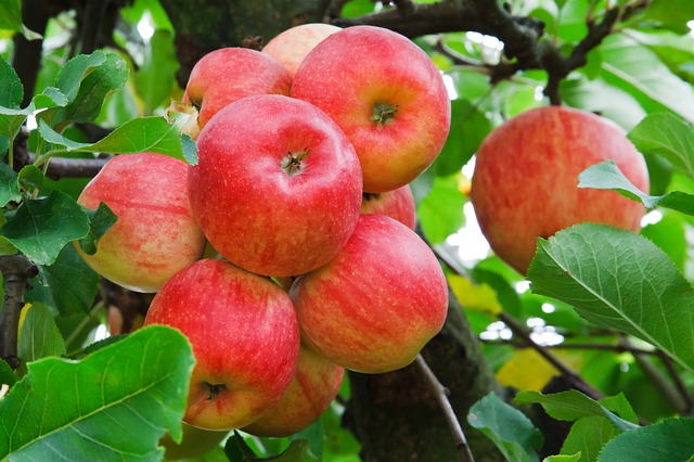 Razmnožavanje sadnica voća cijepljenje-kalemljenje voća  Apples10