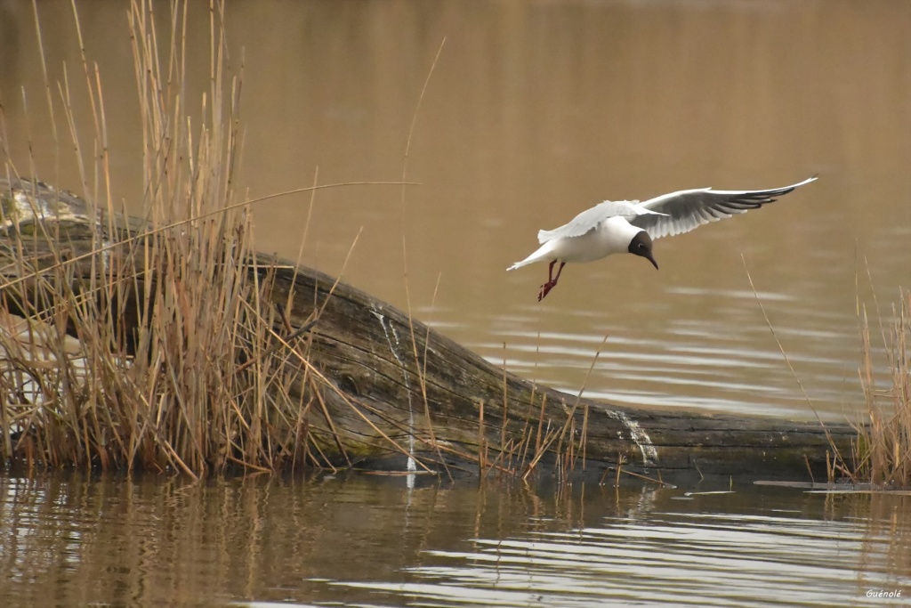 Sortie en Brenne Approc11