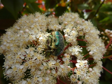 une cétoine ne fait pas le Printemps Dsc00414