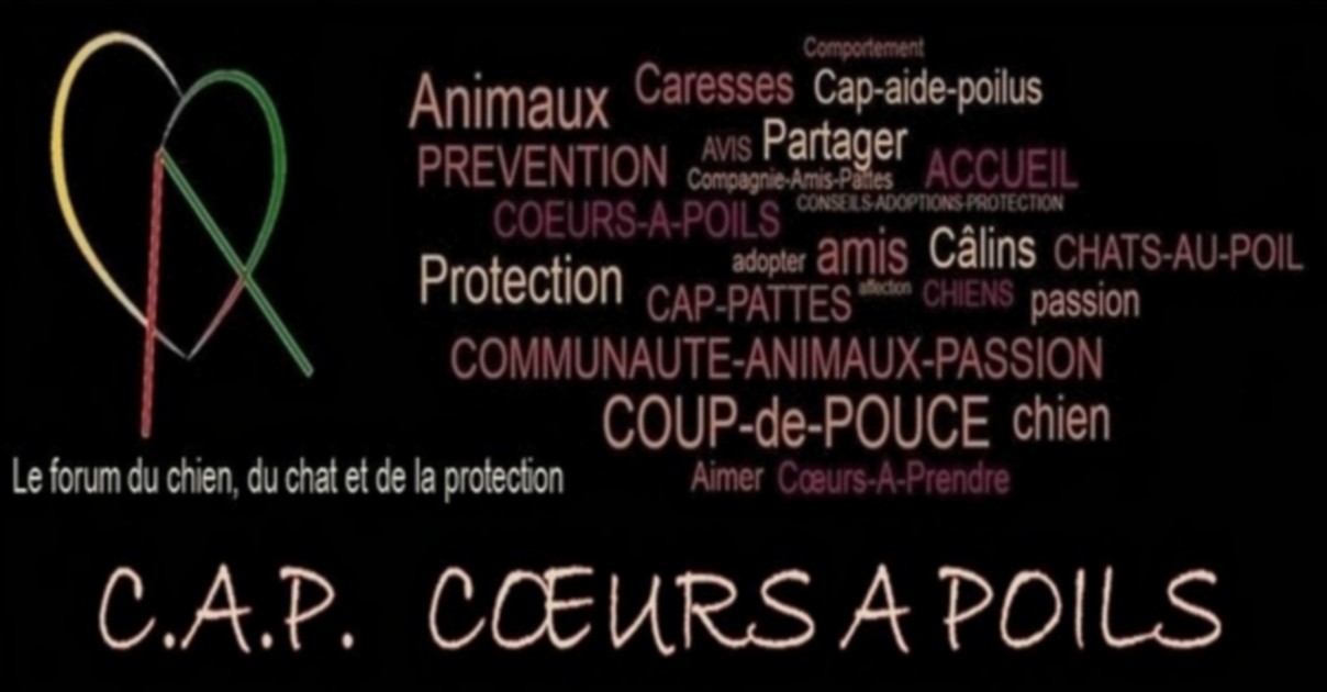 Empecher Son Chat De Fuir Empecher Son Chat De Fuir