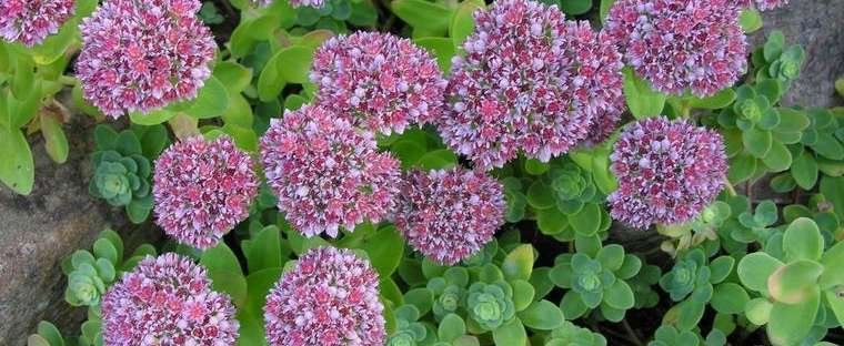 le bassin floral d’été de mes anodonte et moules naine Thumbn10