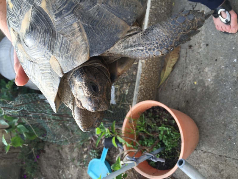 Besoin de votre aide pour savoir la race de cette tortue :) Photo_10