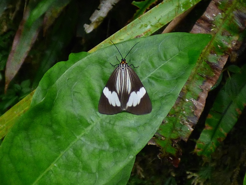 Faune de l'ile de la Réunion (oseaux, amphibiens, papillons, araignées, libellule, limace) Nyctem10