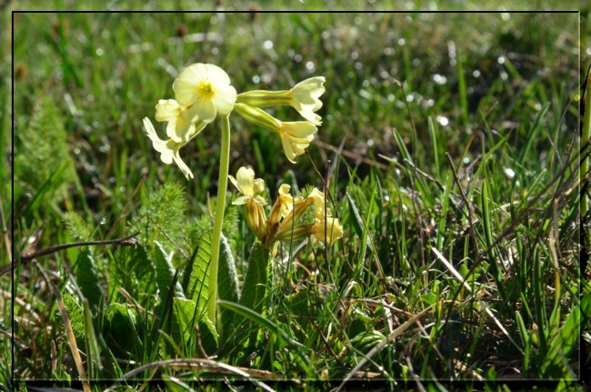 Drôme : Bas Diois et Haut Diois - 15 et 16 mai 2016 0315