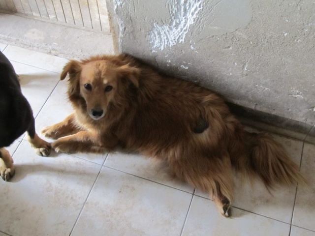 LIOUPKA, F-X, née 2012, 10 kg (BELLA) - En FA chez sensei (Depart57) Décédée moins de 48 heures après son arrivée chez son adoptante - Page 5 06_04_86