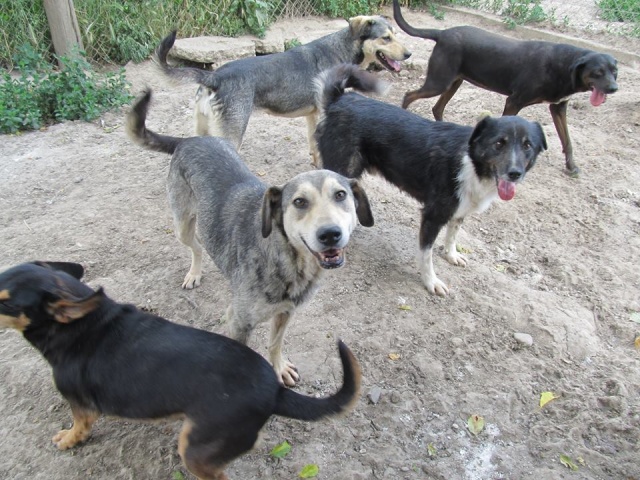 REAA, Née 2013, 15 kg - une chienne sympa - (BELLA) - Prise en charge Association Cent Pas 18_05283