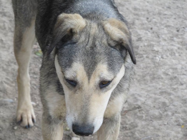 REAA, Née 2013, 15 kg - une chienne sympa - (BELLA) - Prise en charge Association Cent Pas 18_05286