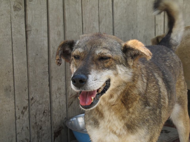 BRANKO, né 2009, 15 kg - Proche de l'homme - (BELLA) - Pris en charge ASSO AVRAH 18_05325