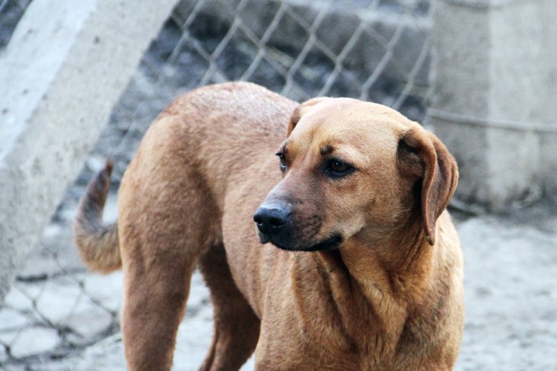 SHIRLEY, née 2013, 13 kg - Une jolie timide (BELLA) - En FALD chez michou44 (Depart44) 24_03124