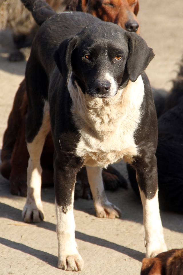 BELLA, F-X, née 2010, 17 kg, Joueuse, câline, brave (BELLA) Adoptée (FALD) via Association AVRAH 24_03_61