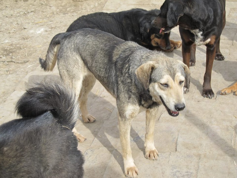 REAA, Née 2013, 15 kg - une chienne sympa - (BELLA) - Prise en charge Association Cent Pas 30_03105