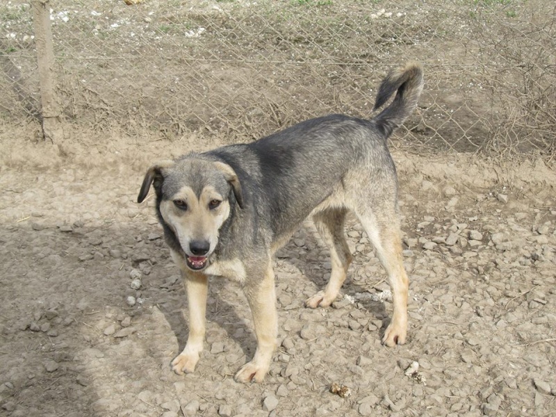 REAA, Née 2013, 15 kg - une chienne sympa - (BELLA) - Prise en charge Association Cent Pas 30_03106