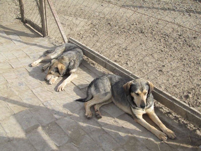 REAA, Née 2013, 15 kg - une chienne sympa - (BELLA) - Prise en charge Association Cent Pas 30_03107