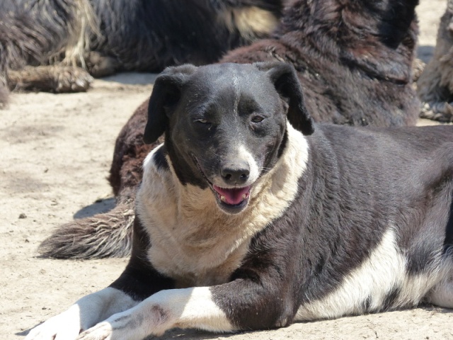 BELLA, F-X, née 2010, 17 kg, Joueuse, câline, brave (BELLA) Adoptée (FALD) via Association AVRAH Mai_2097