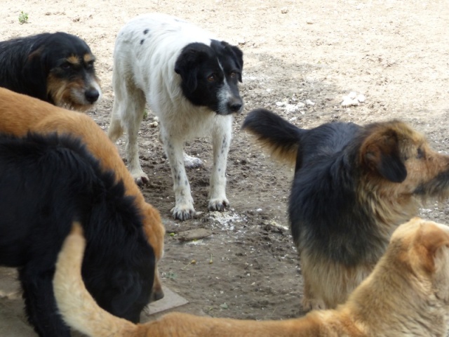 ZIGGY, né 2013, 22 kg - timide (BELLA) Pris en charge Association GALIA  Mai_2202