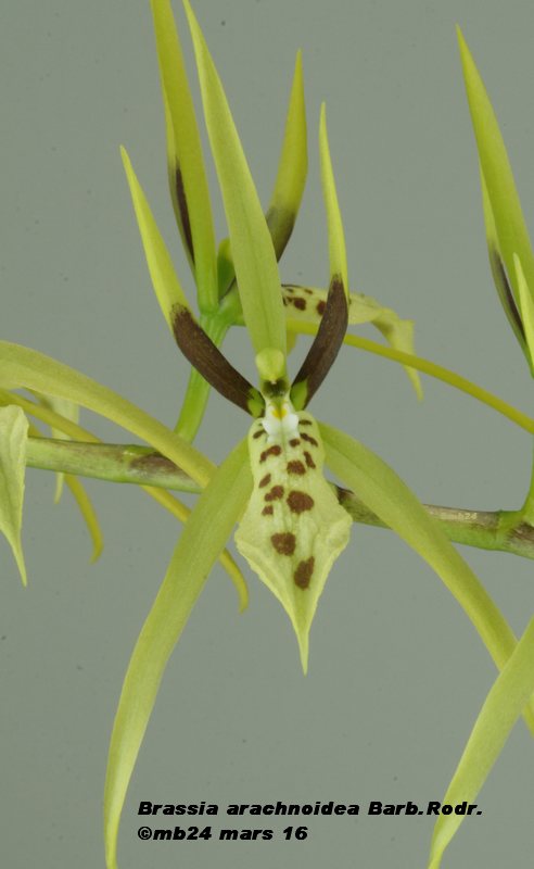 Brassia arachnoidea Brassi10