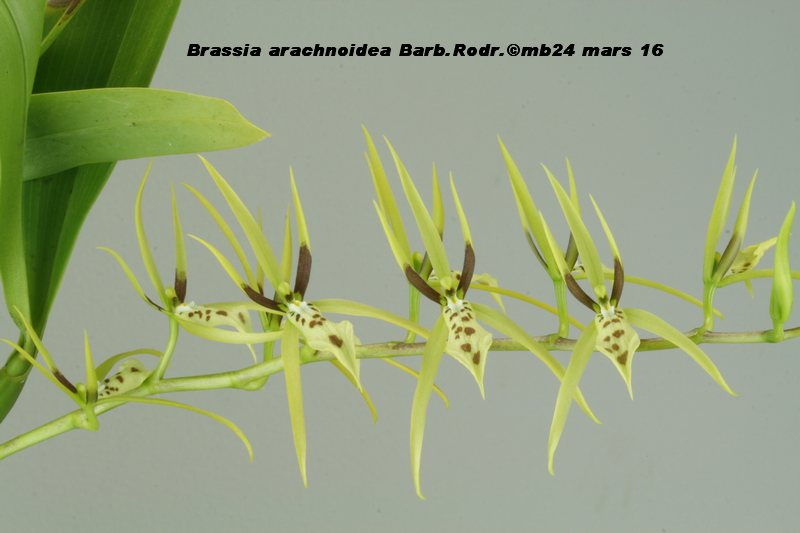 Brassia arachnoidea  Brassi11