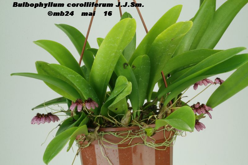 Bulbophyllum corolliferum Bulbop11