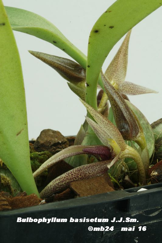  Bulbophyllum basisetum Bulbop12