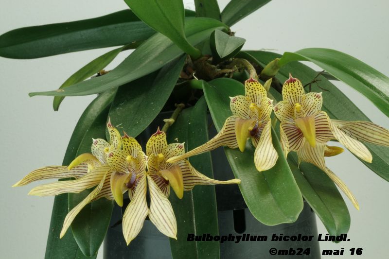 Bulbophyllum bicolor Bulbop18