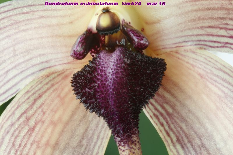 Bulbophyllum echinolabium Bulbop24