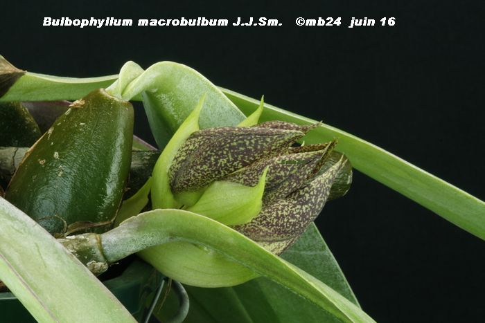 Bulbophyllum macrobulbon  Bulbop30