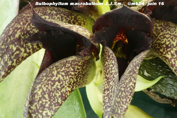 Bulbophyllum macrobulbon  Bulbop31