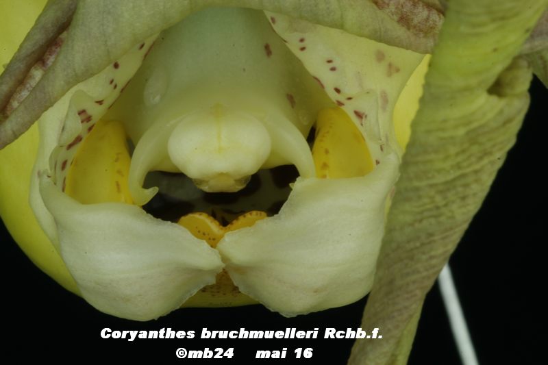 Coryanthes bruchmuelleri Coryan12