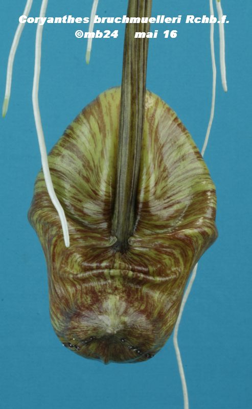 Coryanthes bruchmuelleri Coryan13