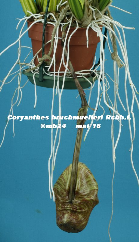 Coryanthes bruchmuelleri Coryan15
