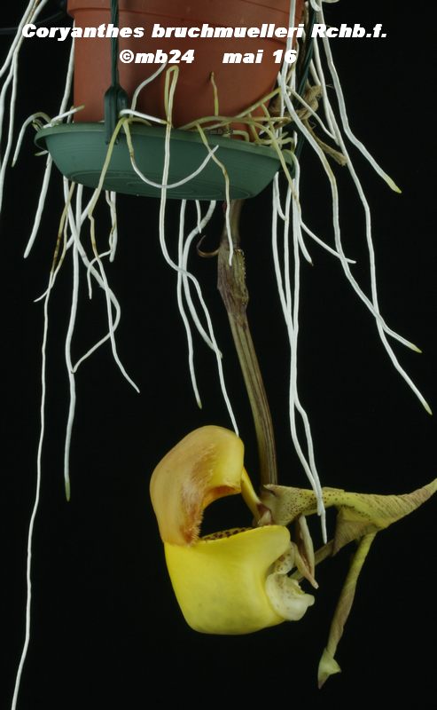 Coryanthes bruchmuelleri Coryan16