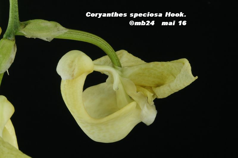Coryanthes speciosa Coryan17