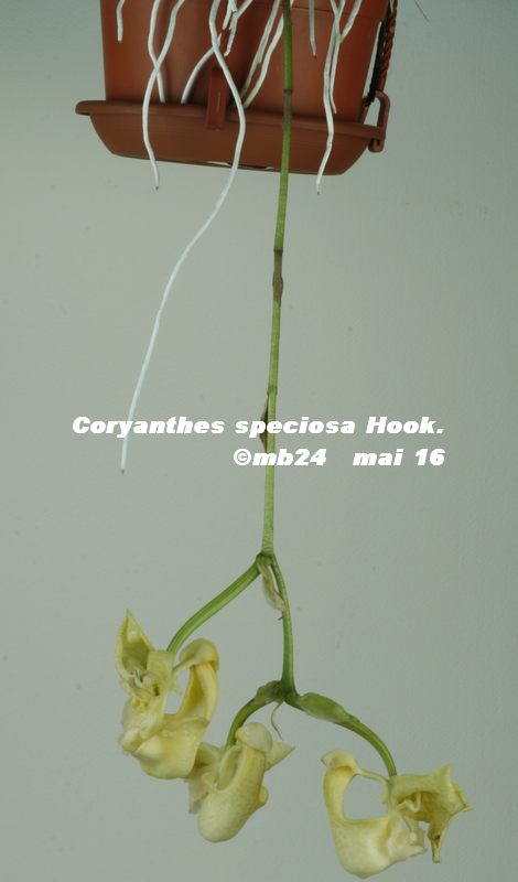 Coryanthes speciosa Coryan18