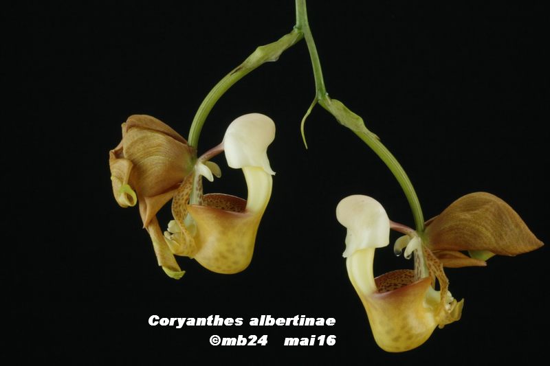 Coryanthes albertinae Coryan21