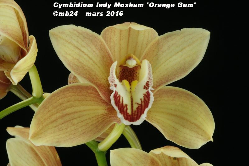 Cymbidium Lady Moxham 'Orange Gem' (Alexanderi x Sunrise) Cymbid11
