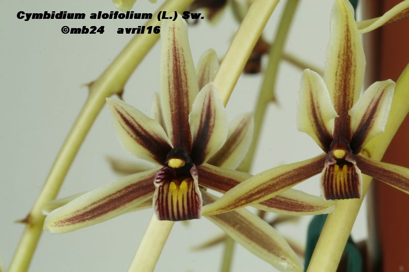 Cymbidium aloifolium Cymbid16