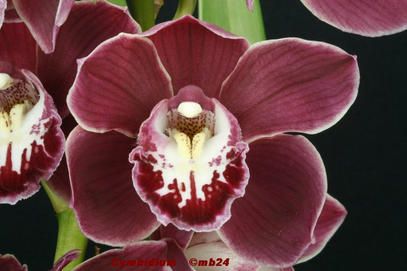 Cymbidium sans nom à fleurs rouges Cymbii10