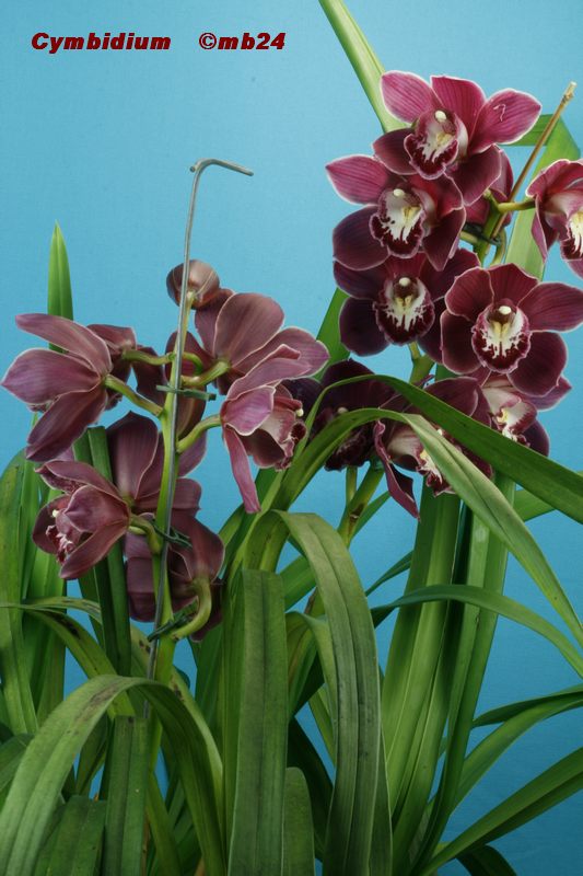 Cymbidium sans nom à fleurs rouges Cymbii11