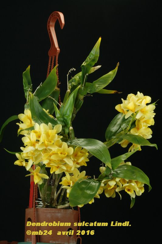 Dendrobium sulcatum Dendro10