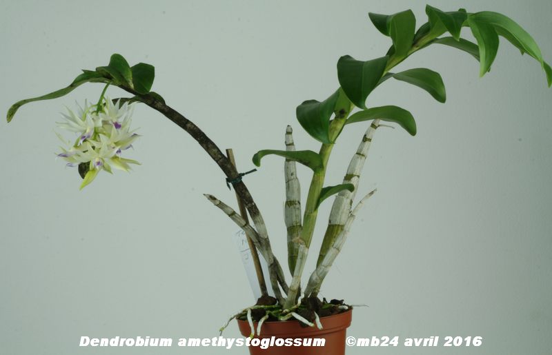 Dendrobium amethystoglossum Rchb.f. Dendro12