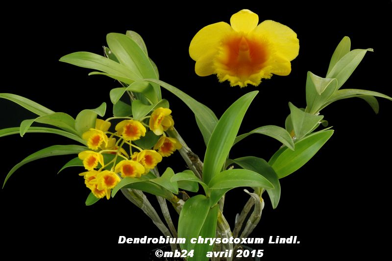 Dendrobium chrysotoxum Dendro17