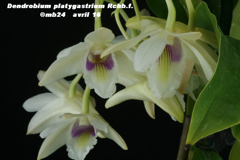 Dendrobium platygastrium Dendro18