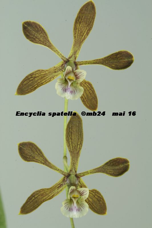 Encyclia spatella Encycl16