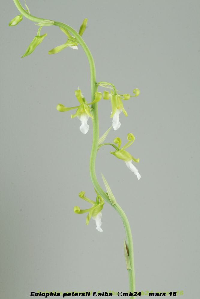 Eulophia petersii (Rchb.f.) Rchb.f.    (f. alba) Euloph11