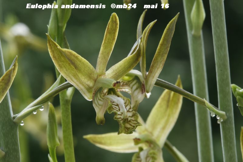 Eulophia andamanensis  Euloph14