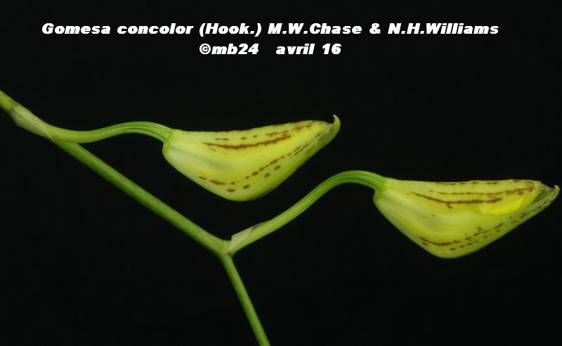 Gomesa concolor (Oncidium concolor) Gomesa19