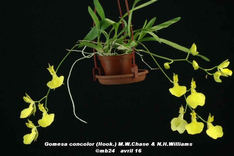 Gomesa concolor (Oncidium concolor) Gomesa20