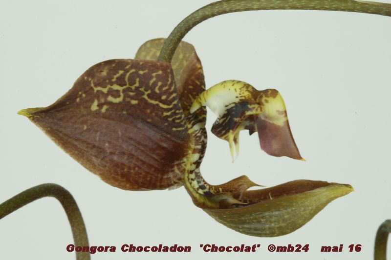 Gongora Chocoladon 'Chocolat'  Gongor24