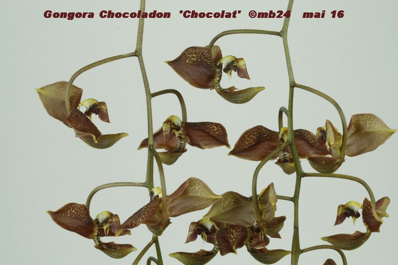 Gongora Chocoladon 'Chocolat'  Gongor25