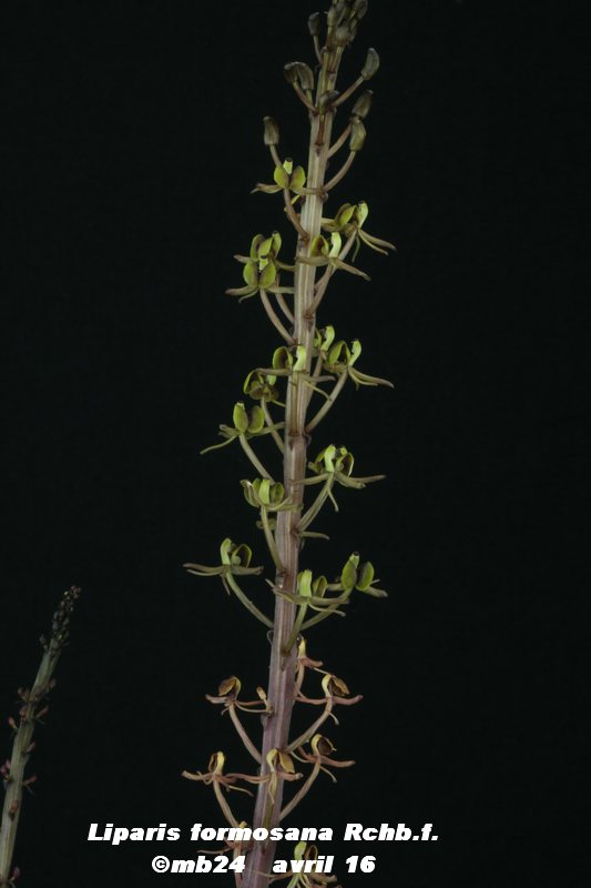 Liparis formosana Lipari10